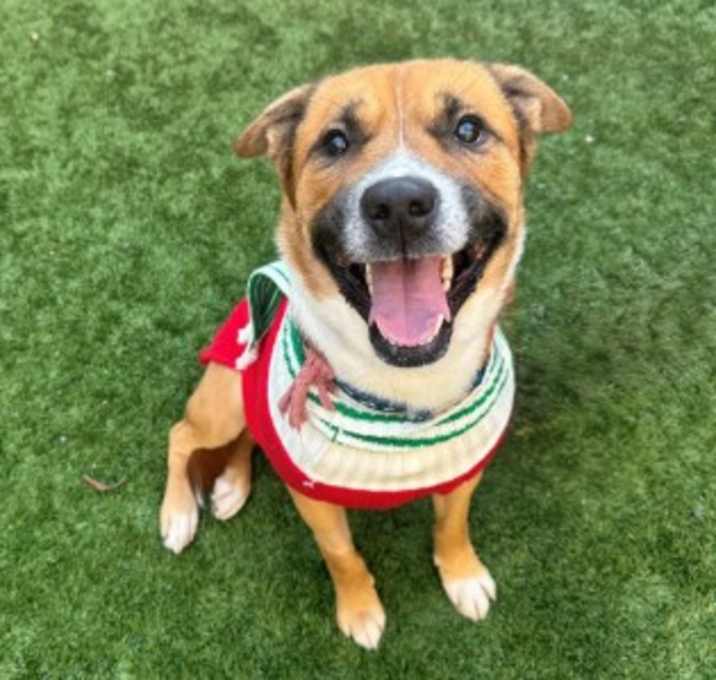 Photo of URGENT! Save Me Please