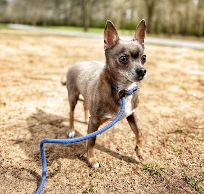 Photo of Sammy-In a Foster Home