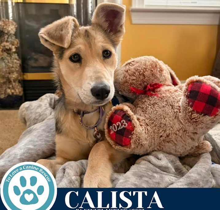 Photo of Calista (Watchers of the Realm Pups) 120625