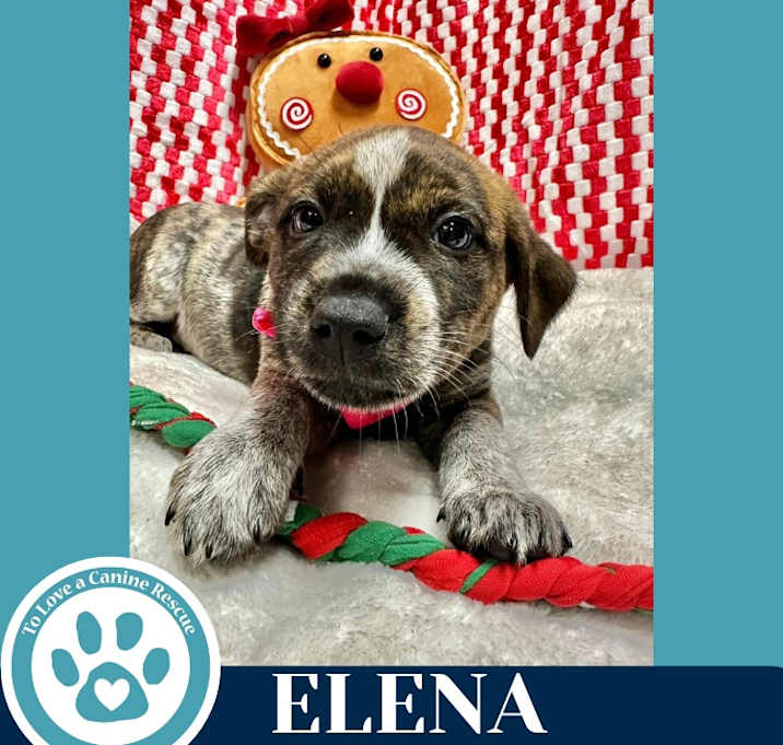Photo of Elena (Circle of Light Pups) 120625