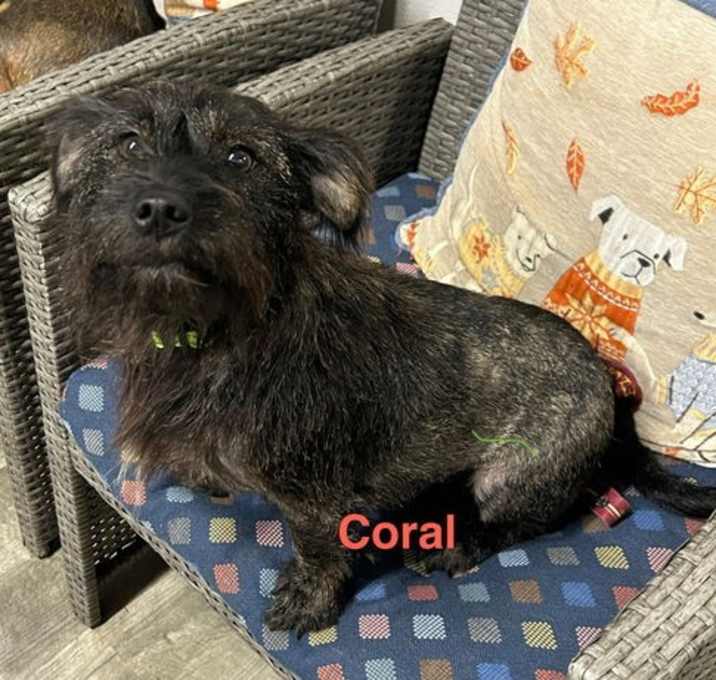 Photo of Coral