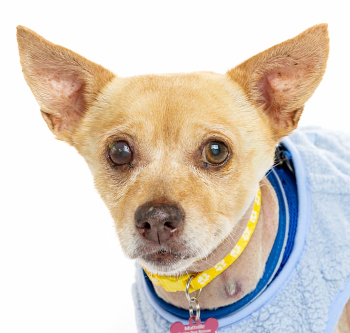 Photo of Gloss 13598