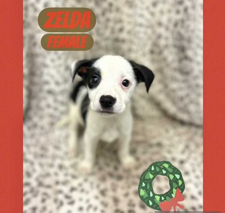 Photo of Zelda meet me 12/20