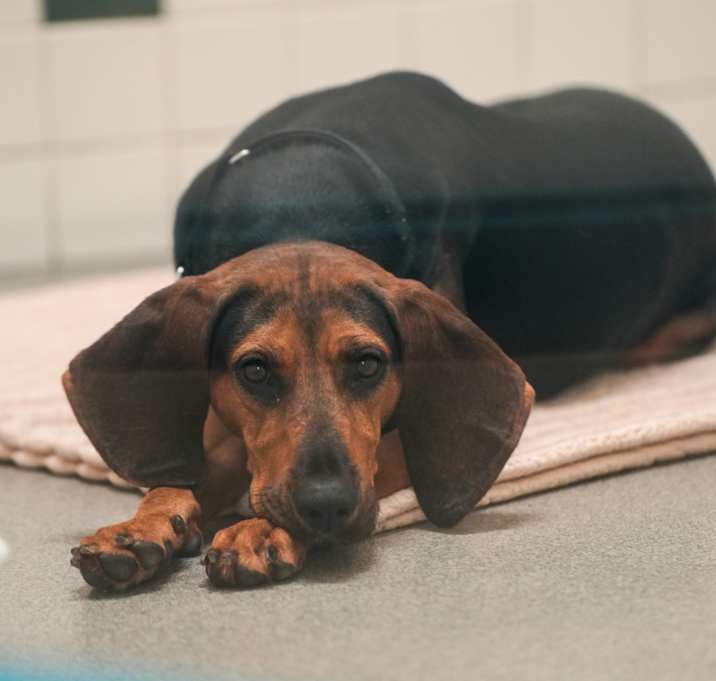 Photo of Pearl Heart 