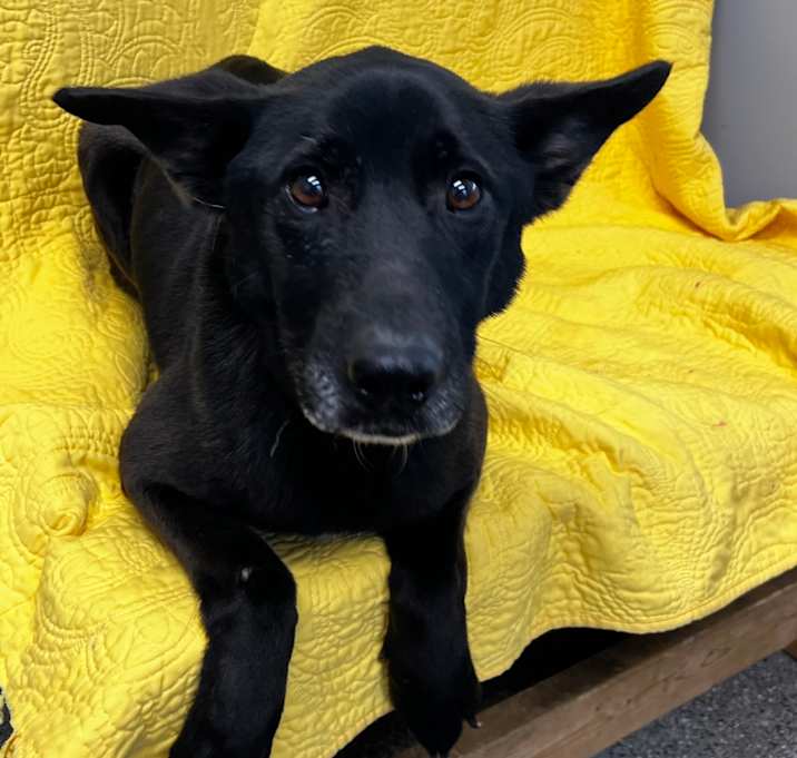 Photo of Roscoe (labX)