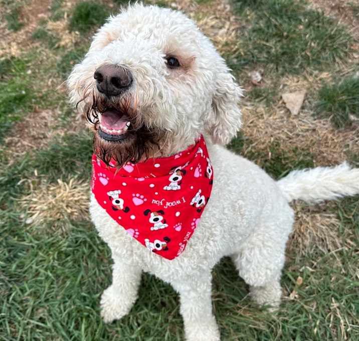 Photo of Bella *adoption pending*