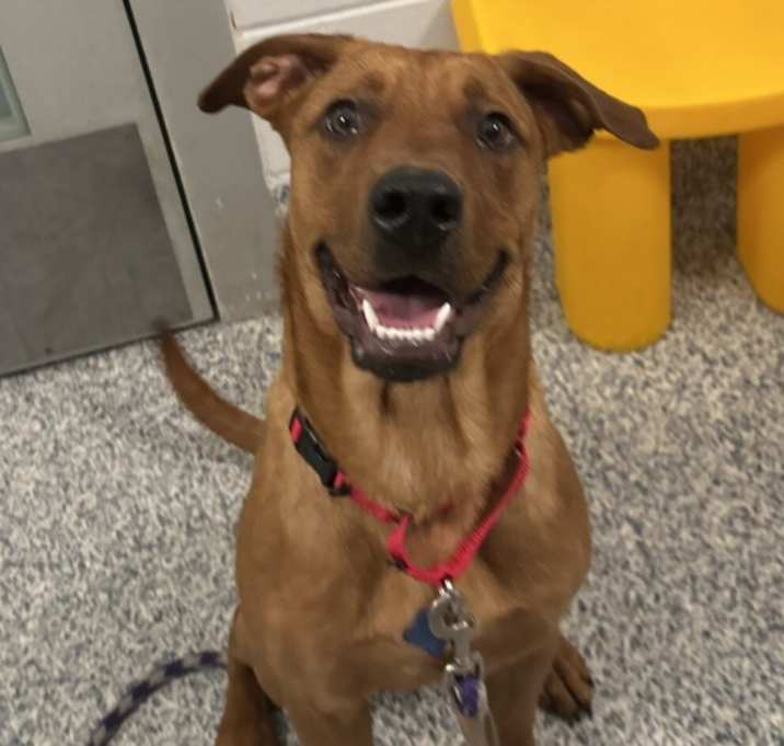 Photo of Sweetie Pie