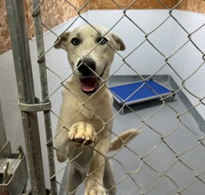 Photo of Frosty Snugglepaws