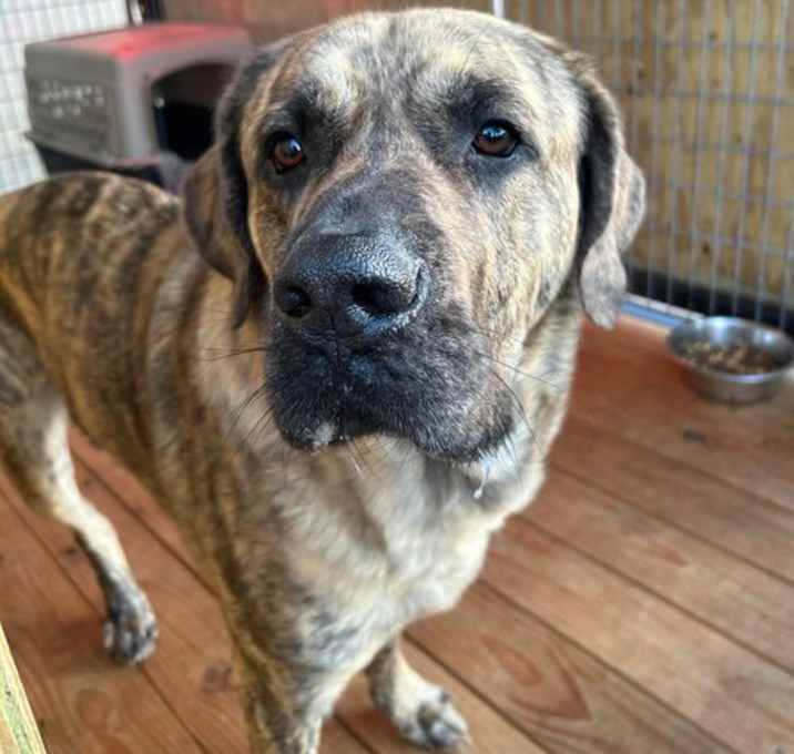 Photo of Lazarus Tripod Louisiana