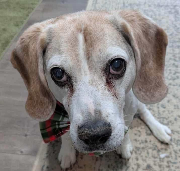 Photo of Sergeant - Courtesy Listing