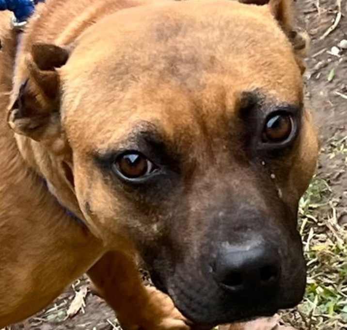 Photo of 25-699 Noelle