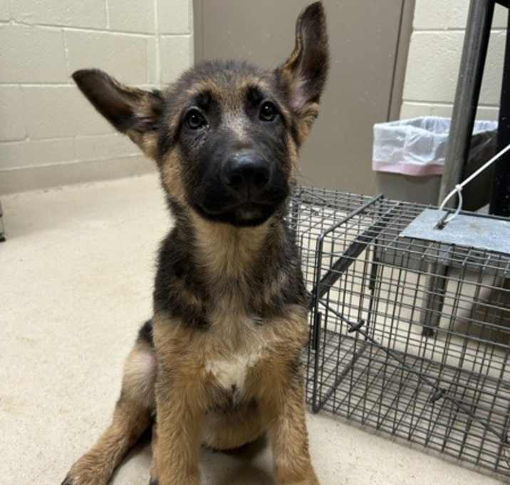 Photo of 22962- Rocco