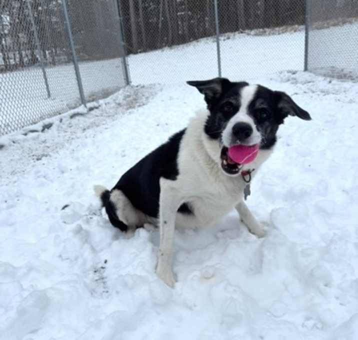 Photo of Buckshot Go-Fast