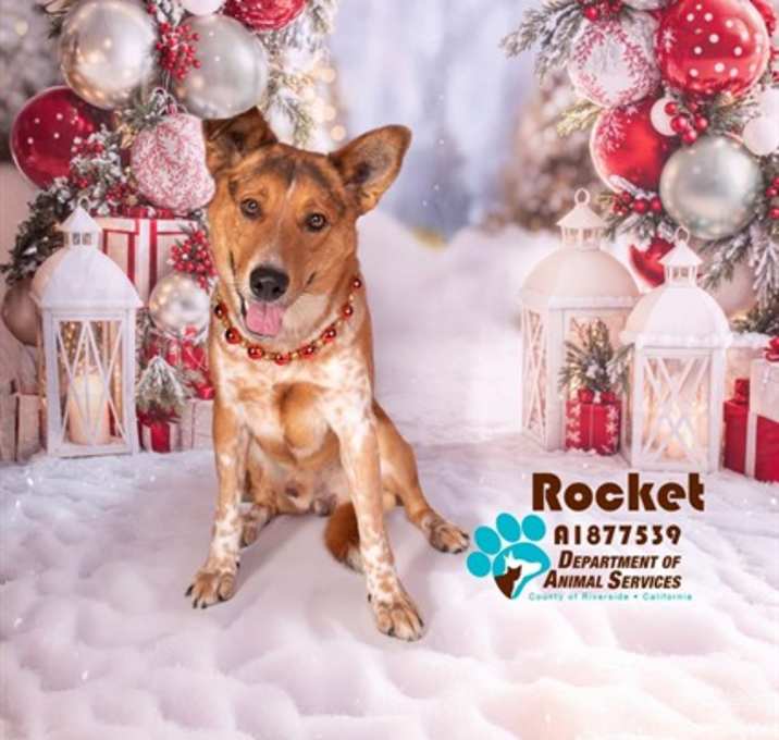 Photo of ROCKET
