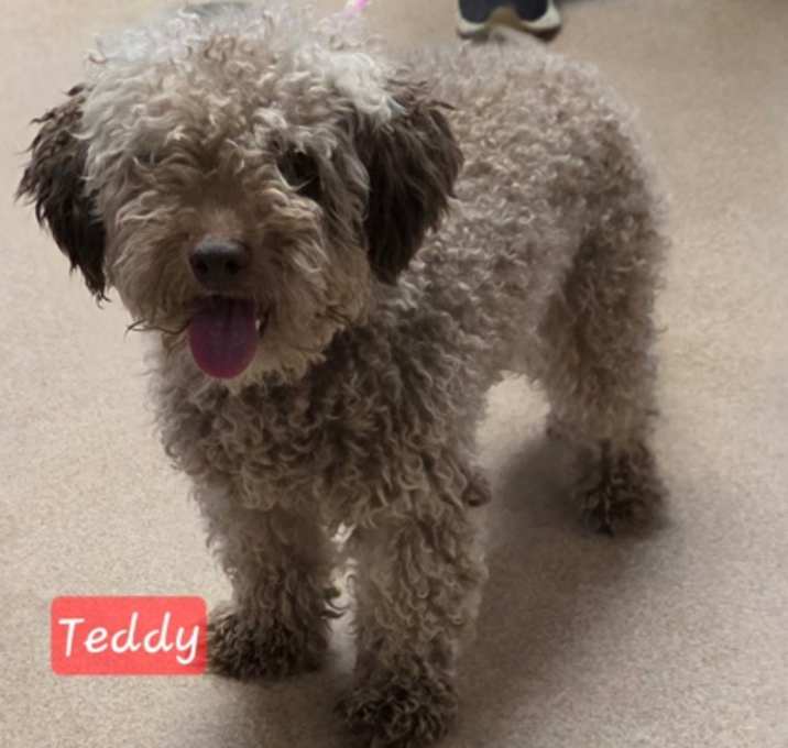 Photo of Teddy
