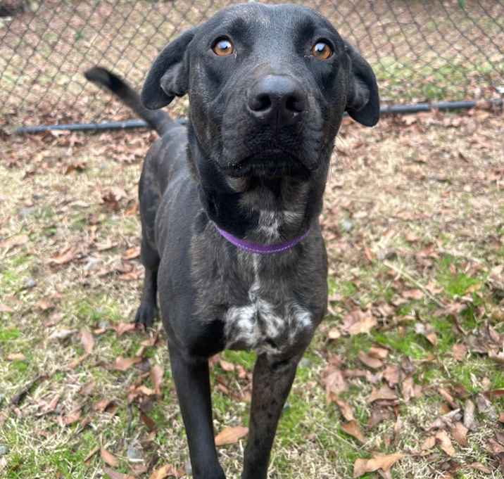 Photo of (Found) Strider