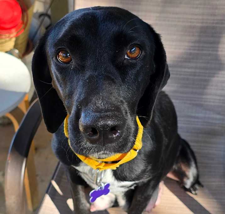 Photo of Abcde (Abby)