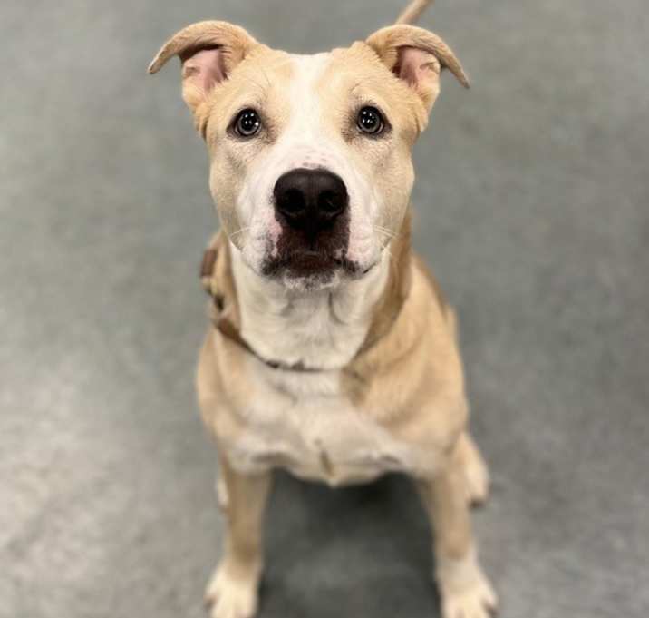 Photo of Silver Bells