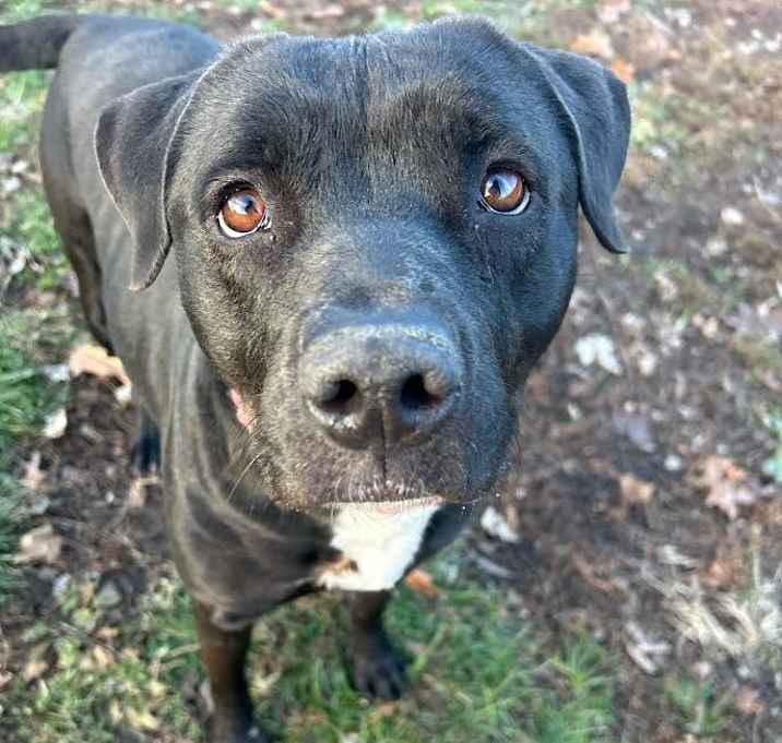 Photo of Amaya Papaya