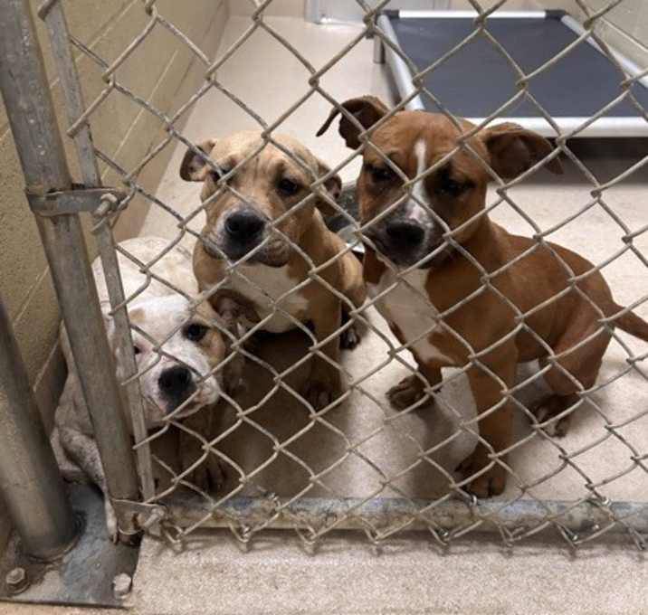 Photo of 22968- Josie