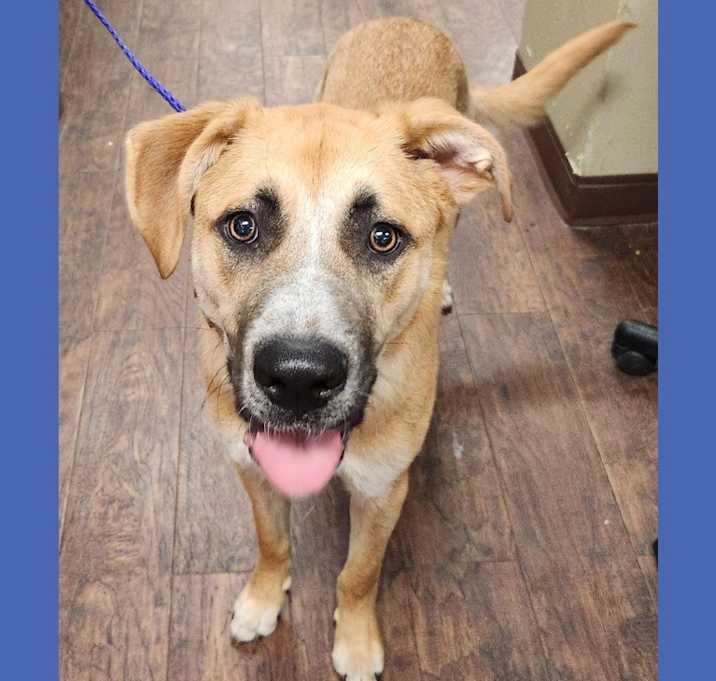 Photo of Dog Kennel #20 Royce