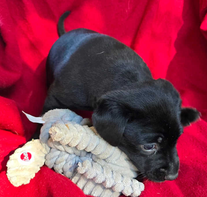 Photo of Apple Cider