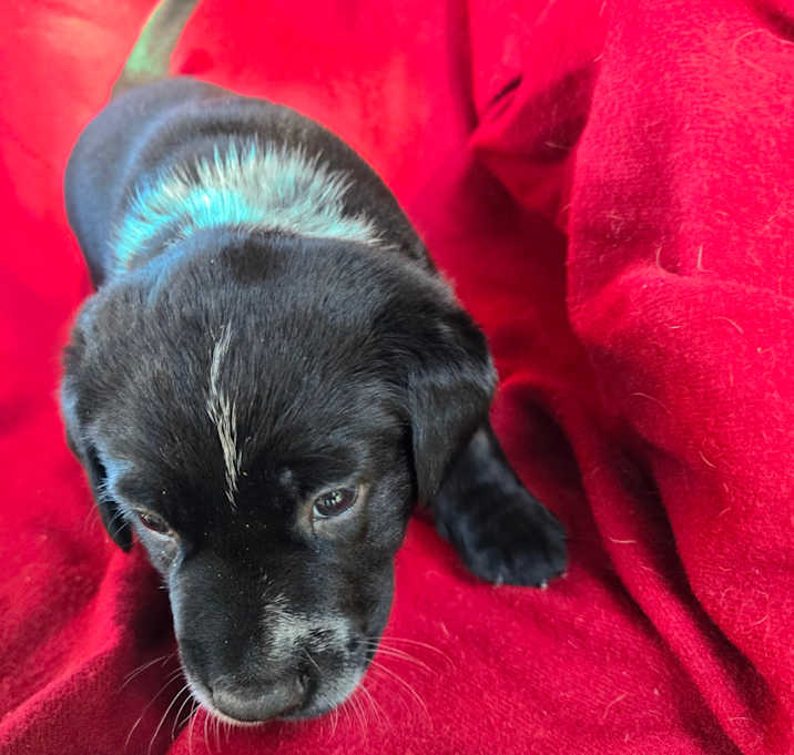 Photo of Hot Chocolate 