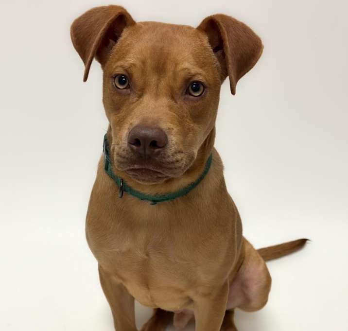 Photo of CHICKEN WING