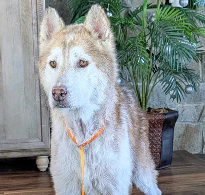 Photo of Scar / Ghost