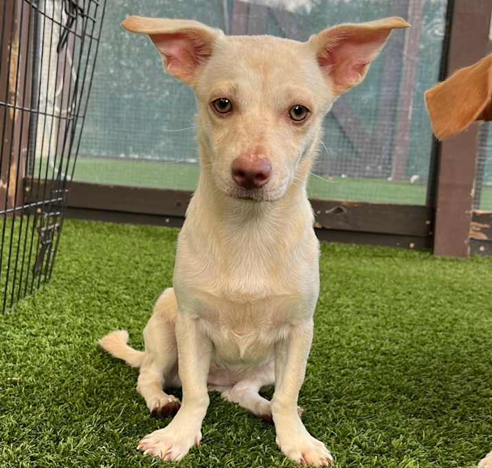 Photo of Geisha 0591