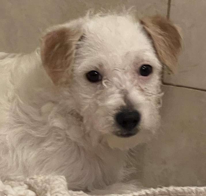 Photo of PAU 5 months 8 lbs