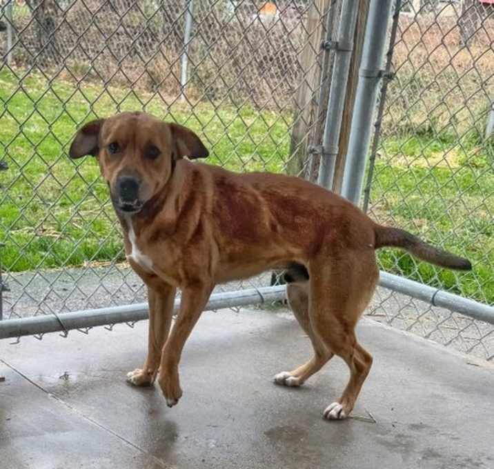 Photo of Elf available 12/13