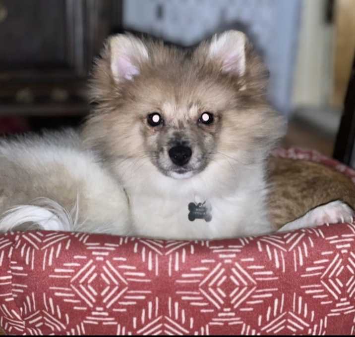 Photo of Rocky Boo Boo