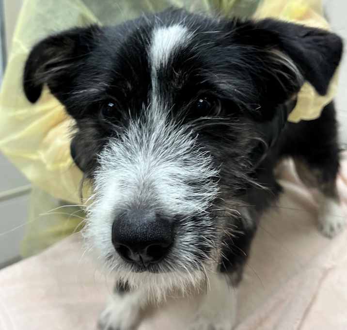 Photo of Silencio Bruno