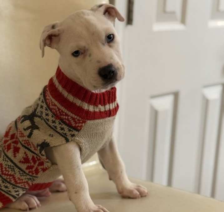 Photo of Frost - Christmas Treats Litter