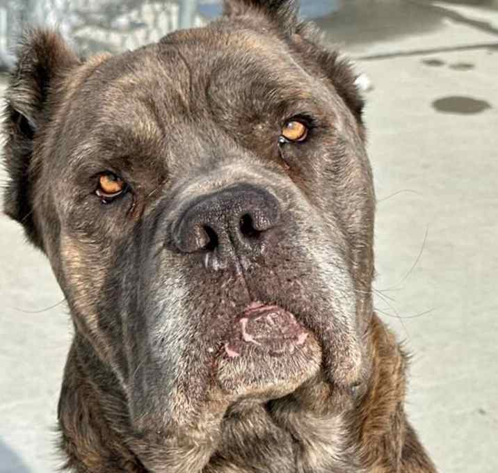 Photo of California King 