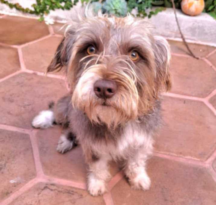 Photo of PIP 2 yrs 14 lbs