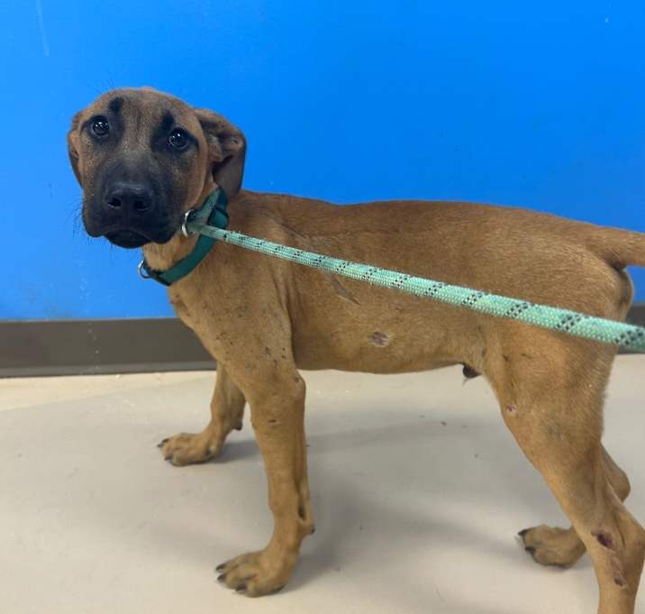 Photo of Meatloaf aka Dugg (Dink)