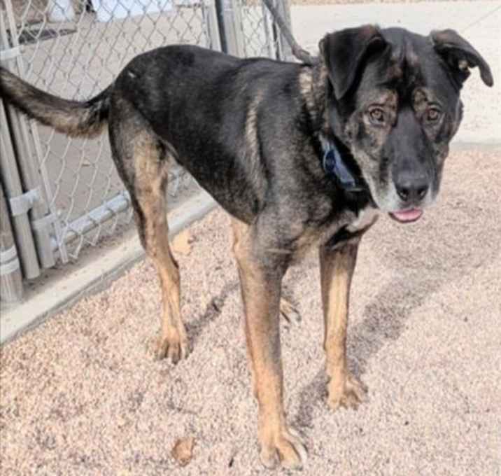 Photo of CHICKEN NUGGET