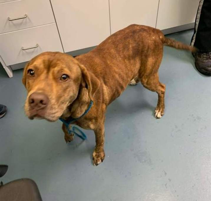 Photo of BUTTERSCOTCH