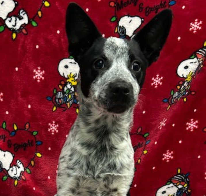 Photo of 251711  Spex