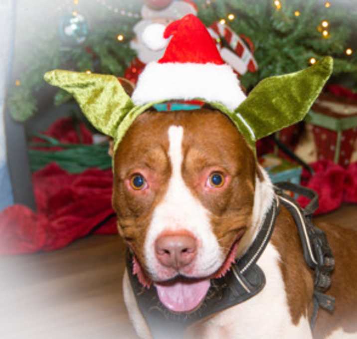 Photo of Dash A24-389