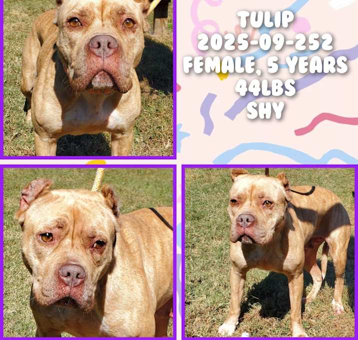 Photo of 2025-09-242 *Tulip*