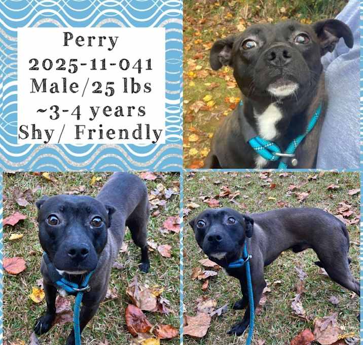 Photo of 2025-11-041"perry