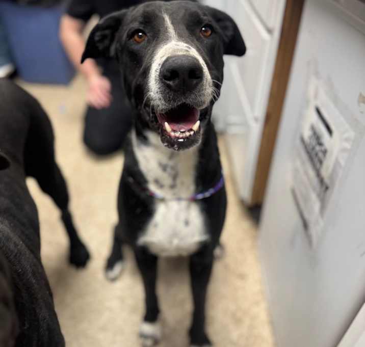 Photo of Dog (2) 12/09/2025