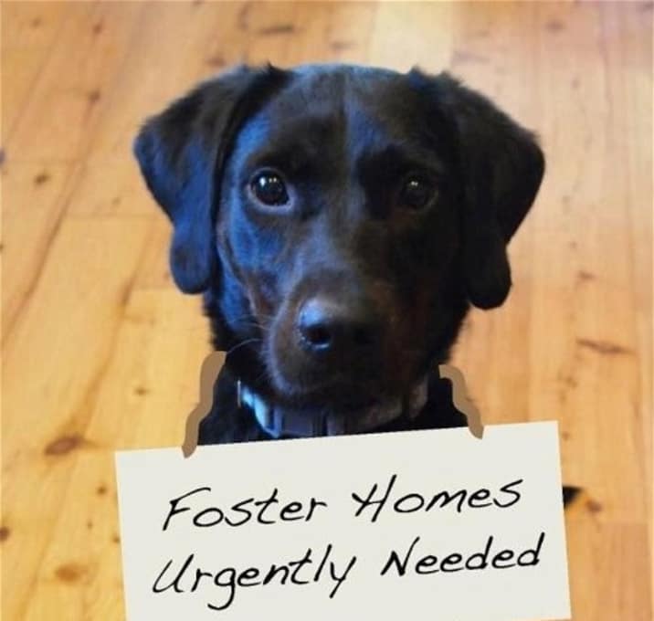 Photo of FOSTERS NEEDED