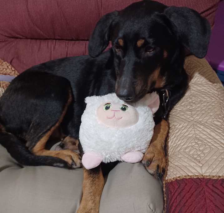 Photo of Minnie Mae URGENT