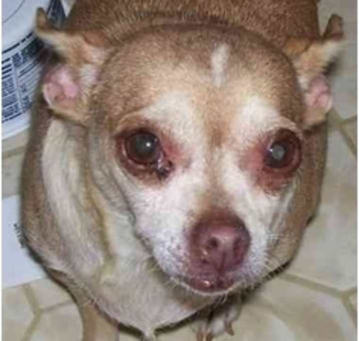 Photo of Honey Bear