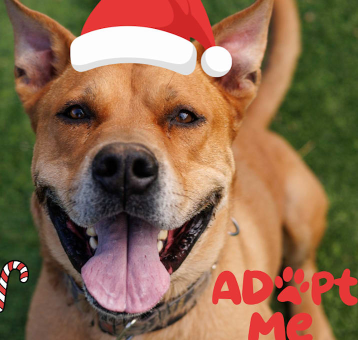 Photo of Rocko - Loves his people & toys ❤️ Adoption Fee Sponsored! $0