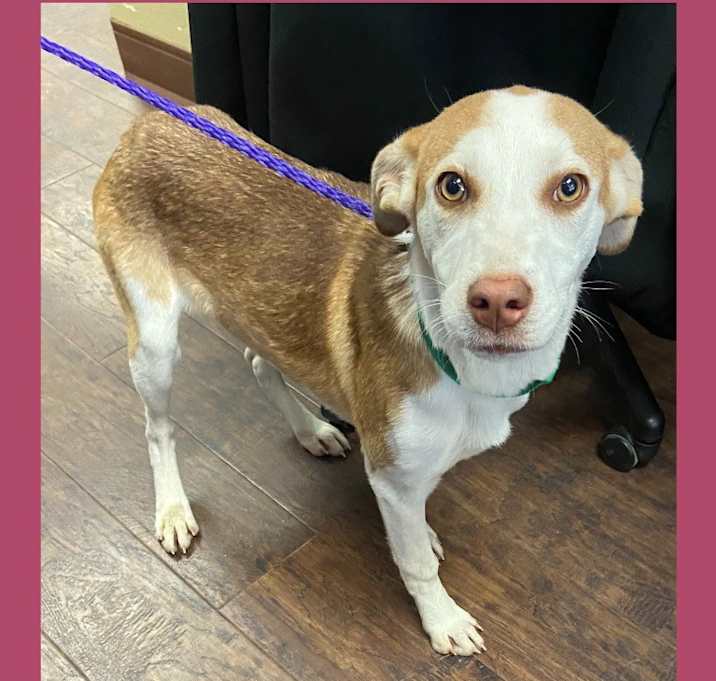 Photo of Dog Kennel #4